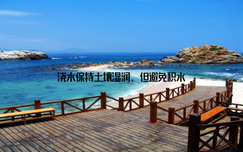 浇水保持土壤湿润, 但避免积水